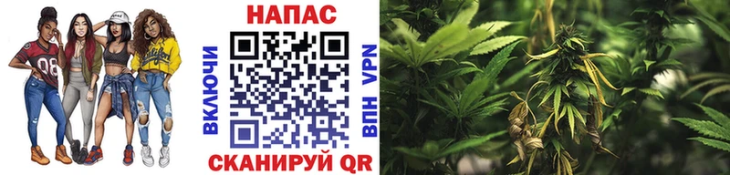 Купить  Болгар  Канабис гибрид 
